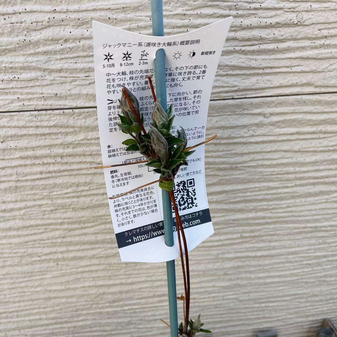 クレマチス ホワイト・アルバム 及川フラグリーンオリジナル品種