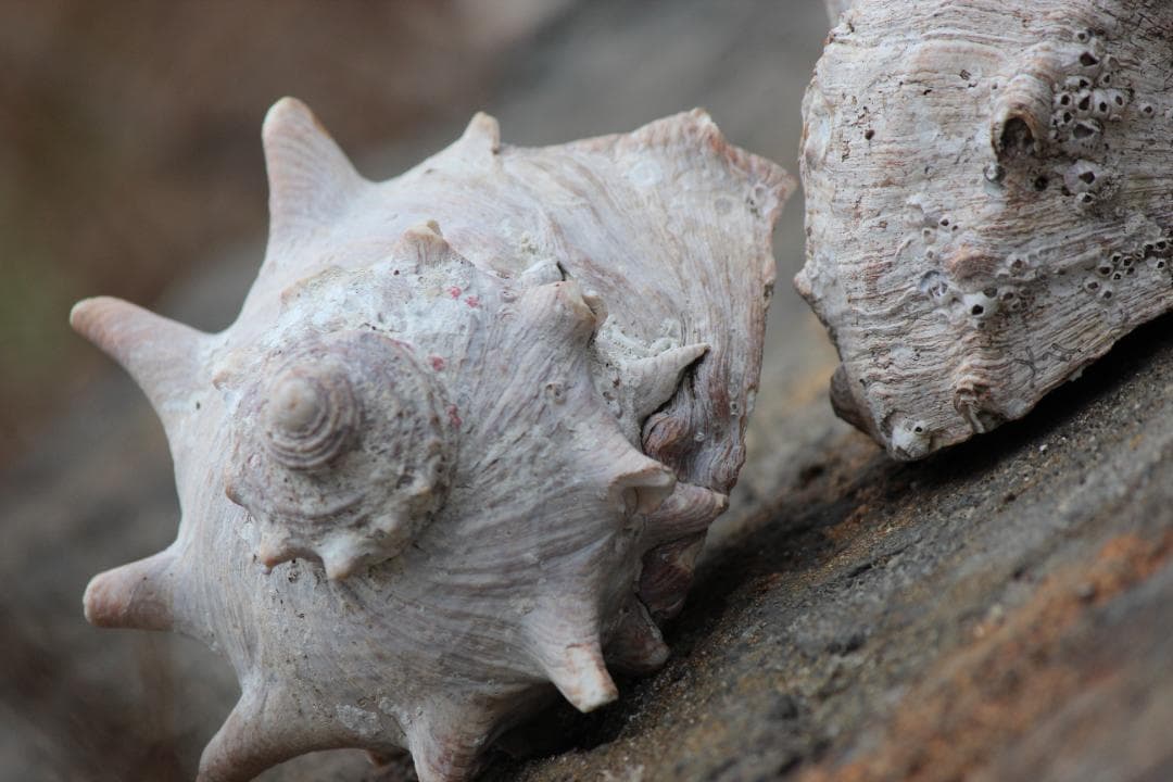 ★超美品★　Canon EOS kis X5　ダブルズームレンズ　予備バッテリー