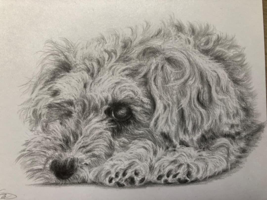 専用【原画】 犬の絵　シュナウザー、鉛筆画