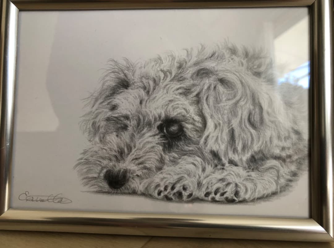 専用【原画】 犬の絵　シュナウザー、鉛筆画