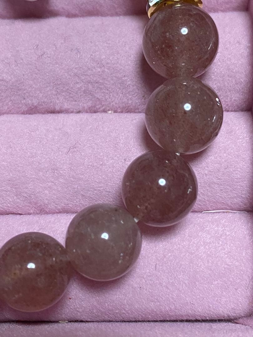 200 クイーンコンクシェル蝶々