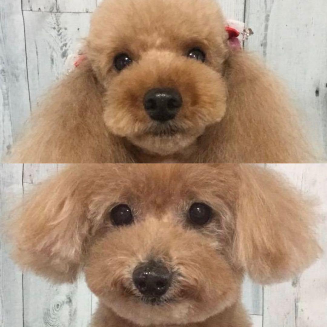 羊毛フェルトオーダー