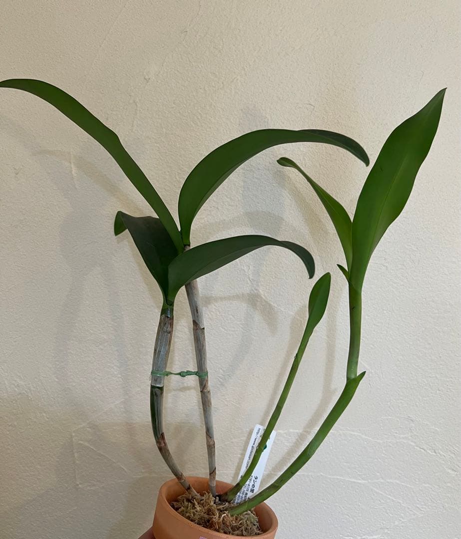 Ctt.Chocolate Drop\"Kodama' 香り有　洋蘭