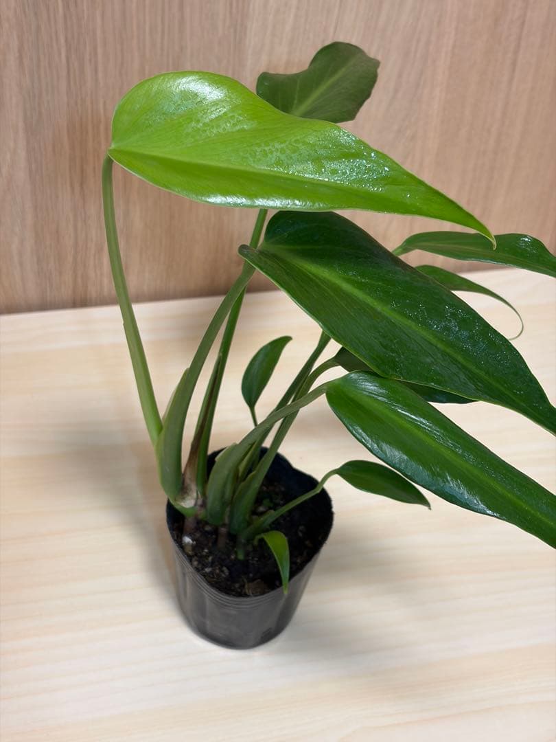 モンステラバールマルクスフレーム　良株　高さ約32cm