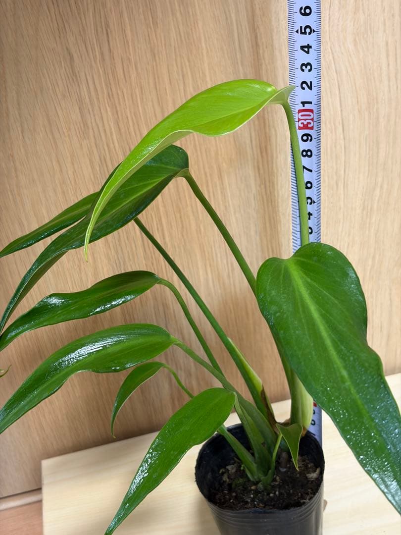 モンステラバールマルクスフレーム　良株　高さ約32cm