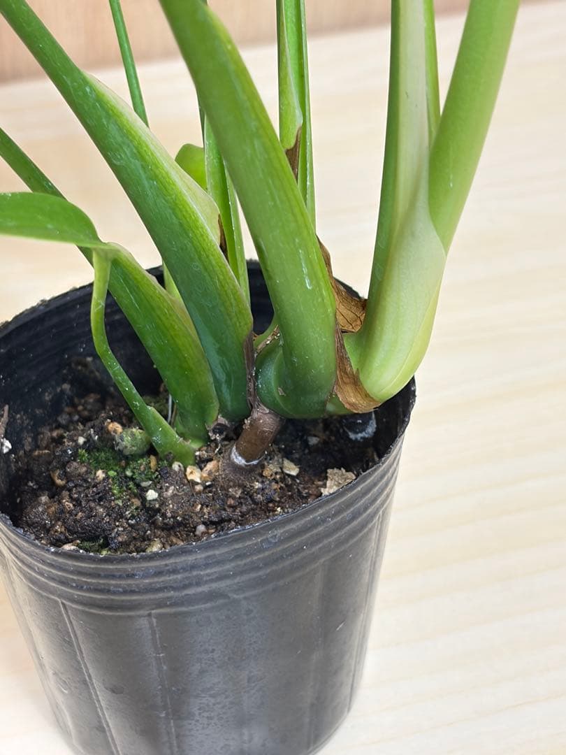 モンステラバールマルクスフレーム　良株　高さ約32cm