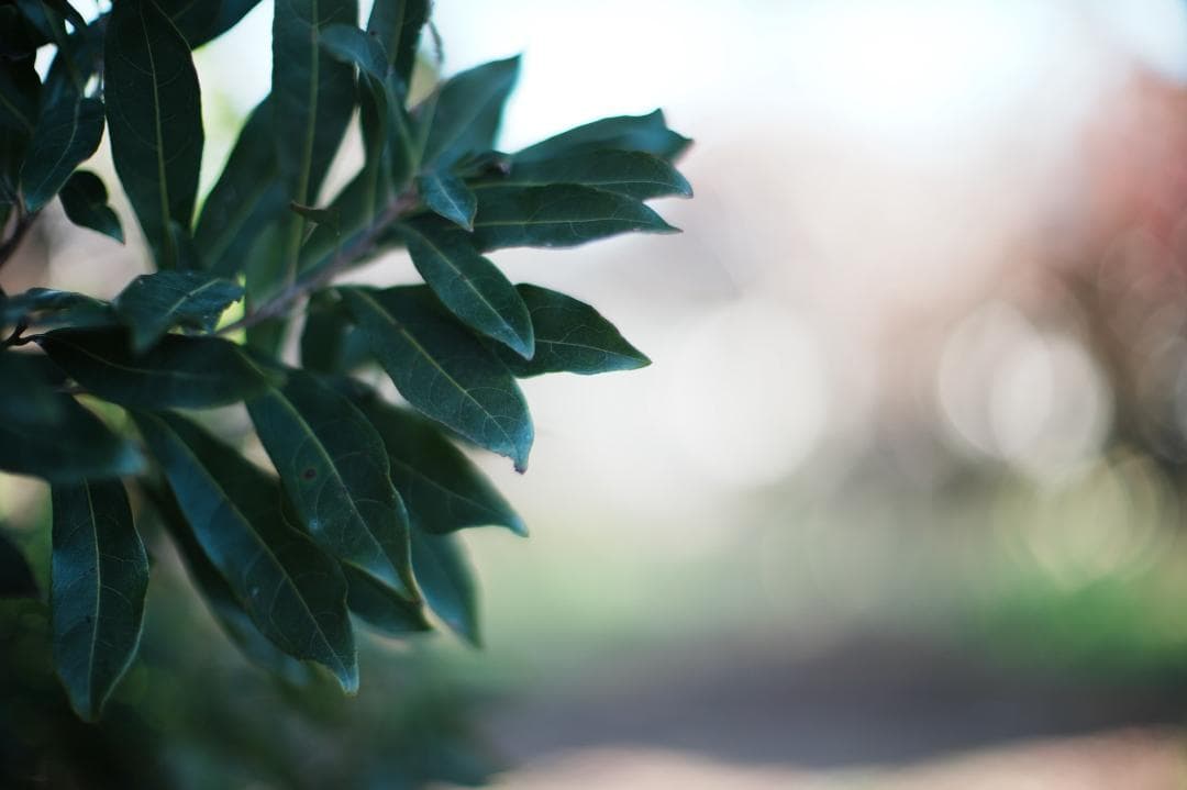 【整備＆テスト済】XR RIKENON 55mm F1.2 183 309