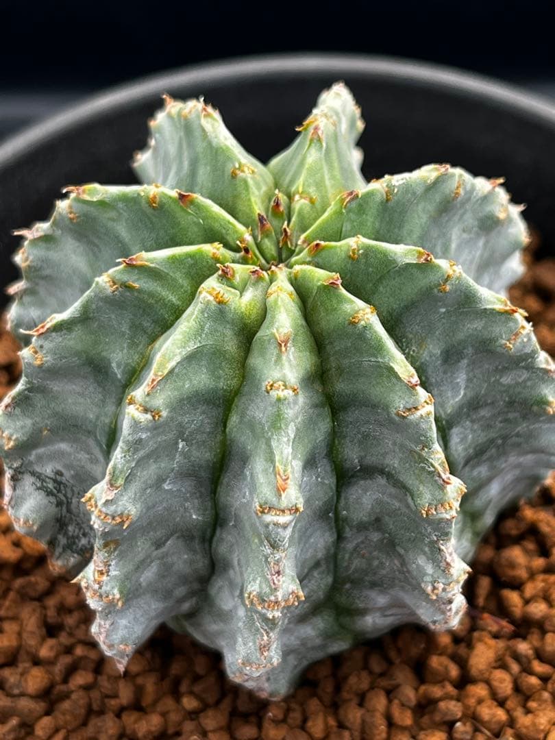 ユーフォルビア　ホリダ錦からのカキコ