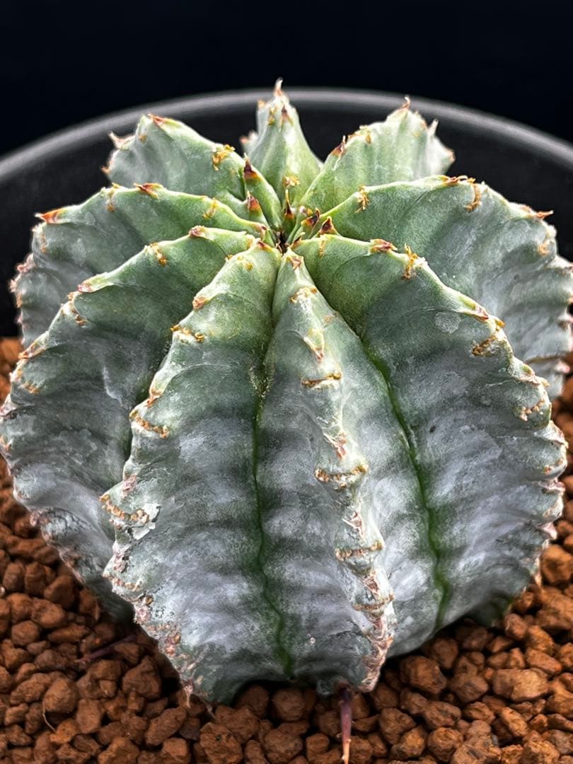 ユーフォルビア　ホリダ錦からのカキコ