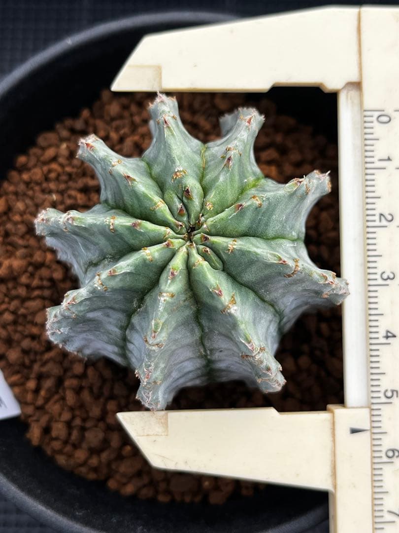 ユーフォルビア　ホリダ錦からのカキコ