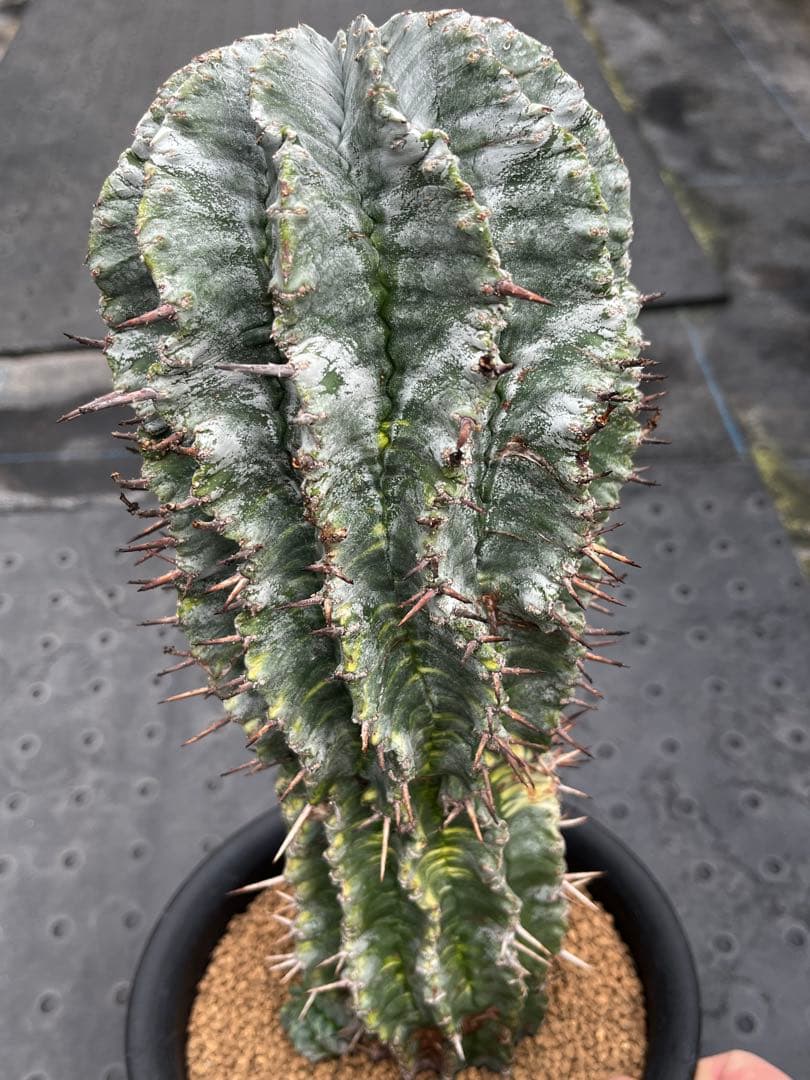 ユーフォルビア　ホリダ錦からのカキコ