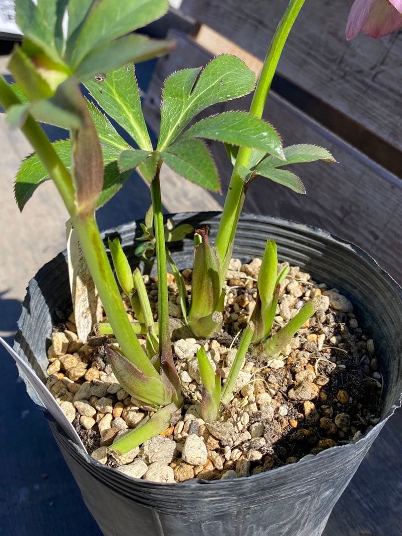 モーリー　加藤農園