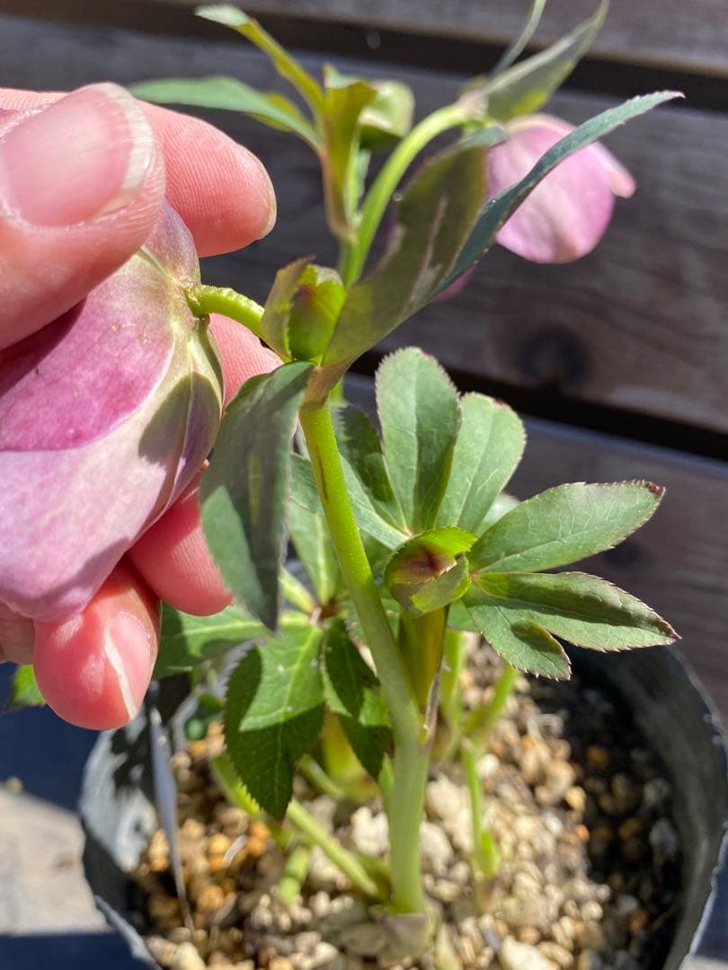 モーリー　加藤農園