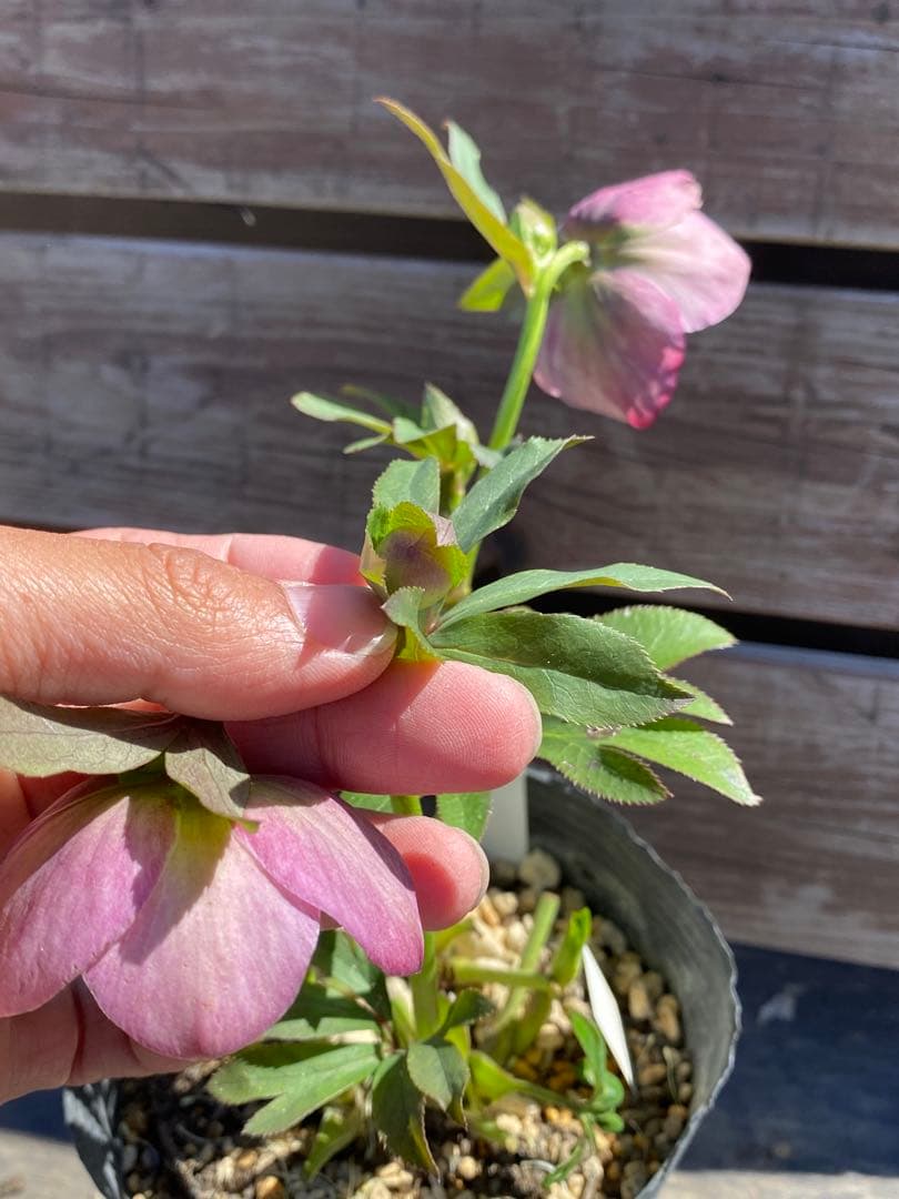 モーリー　加藤農園