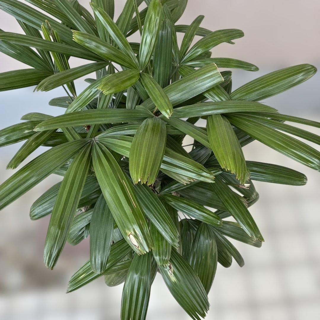 観音竹 ( 引き取り希望 /応相談)