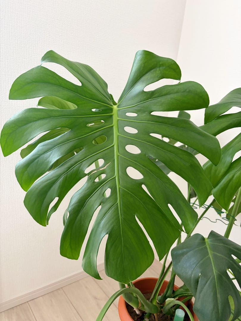 観葉植物　モンステラ