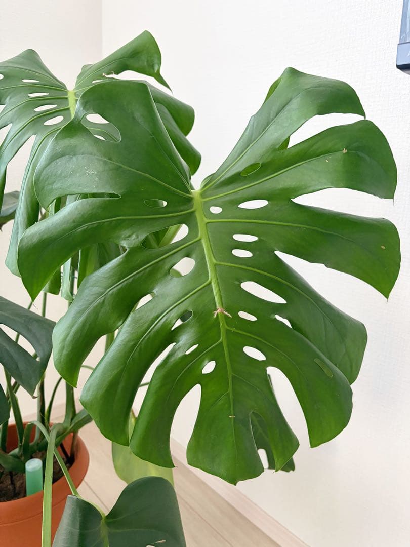 観葉植物　モンステラ