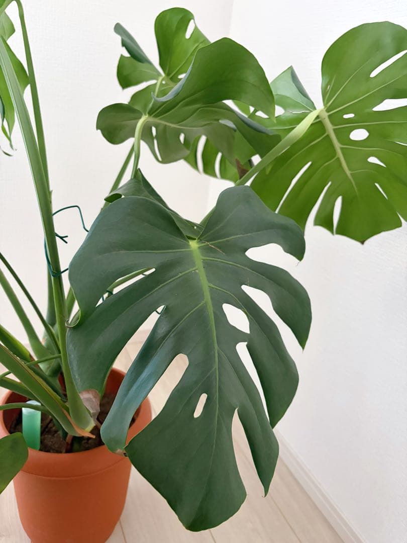 観葉植物　モンステラ