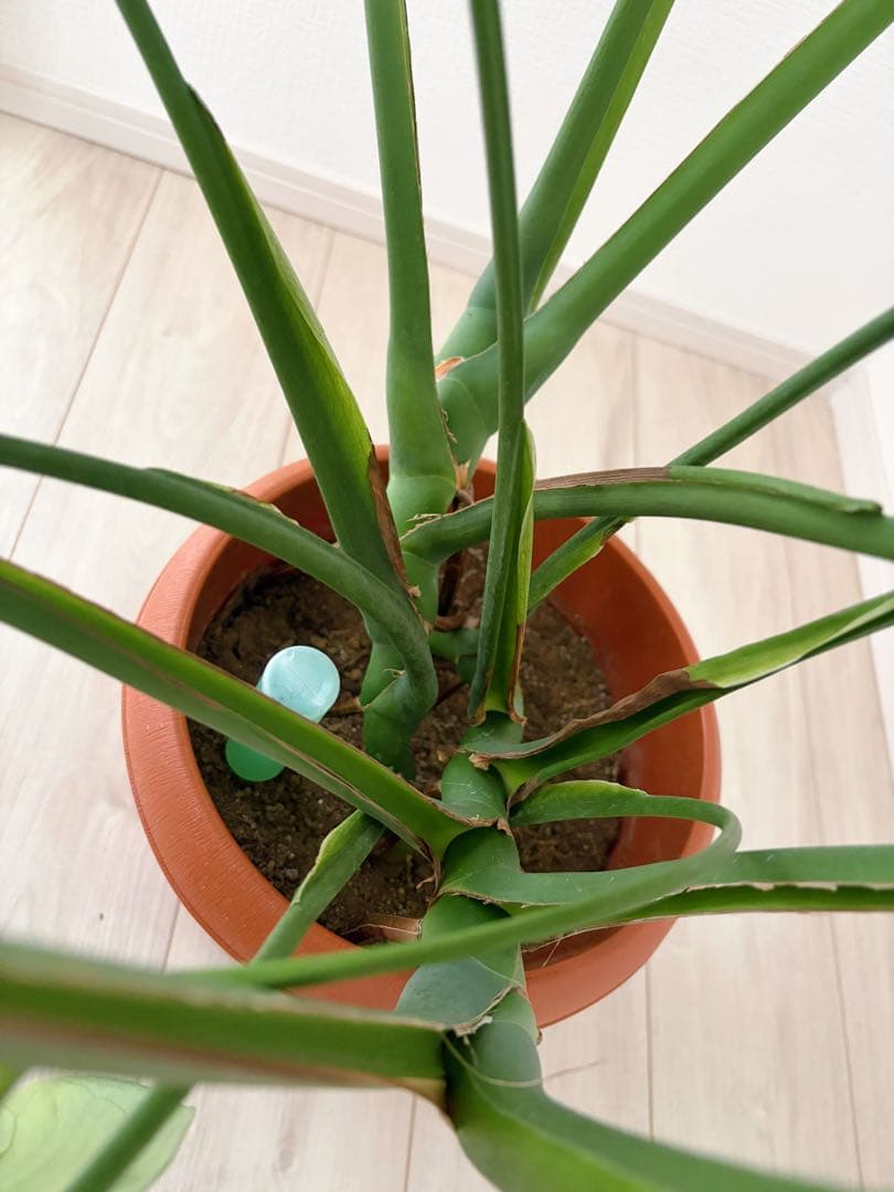 観葉植物　モンステラ
