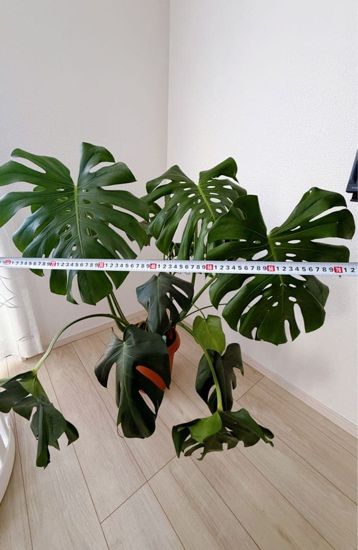 観葉植物　モンステラ