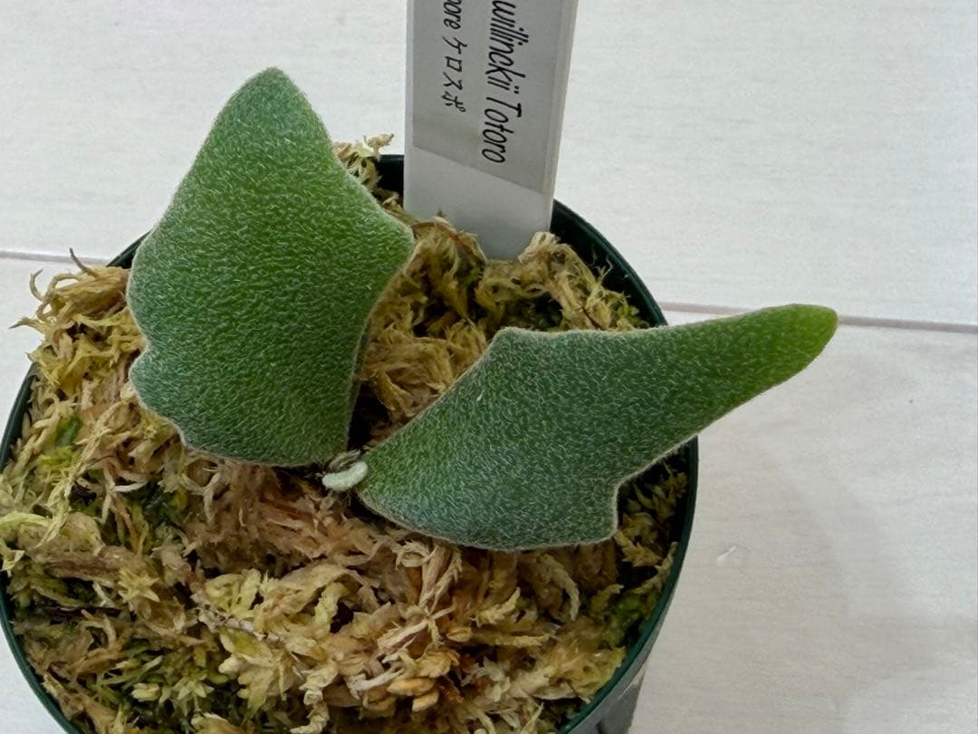 willinckii totoro トトロ spore ymds ウィリンキー