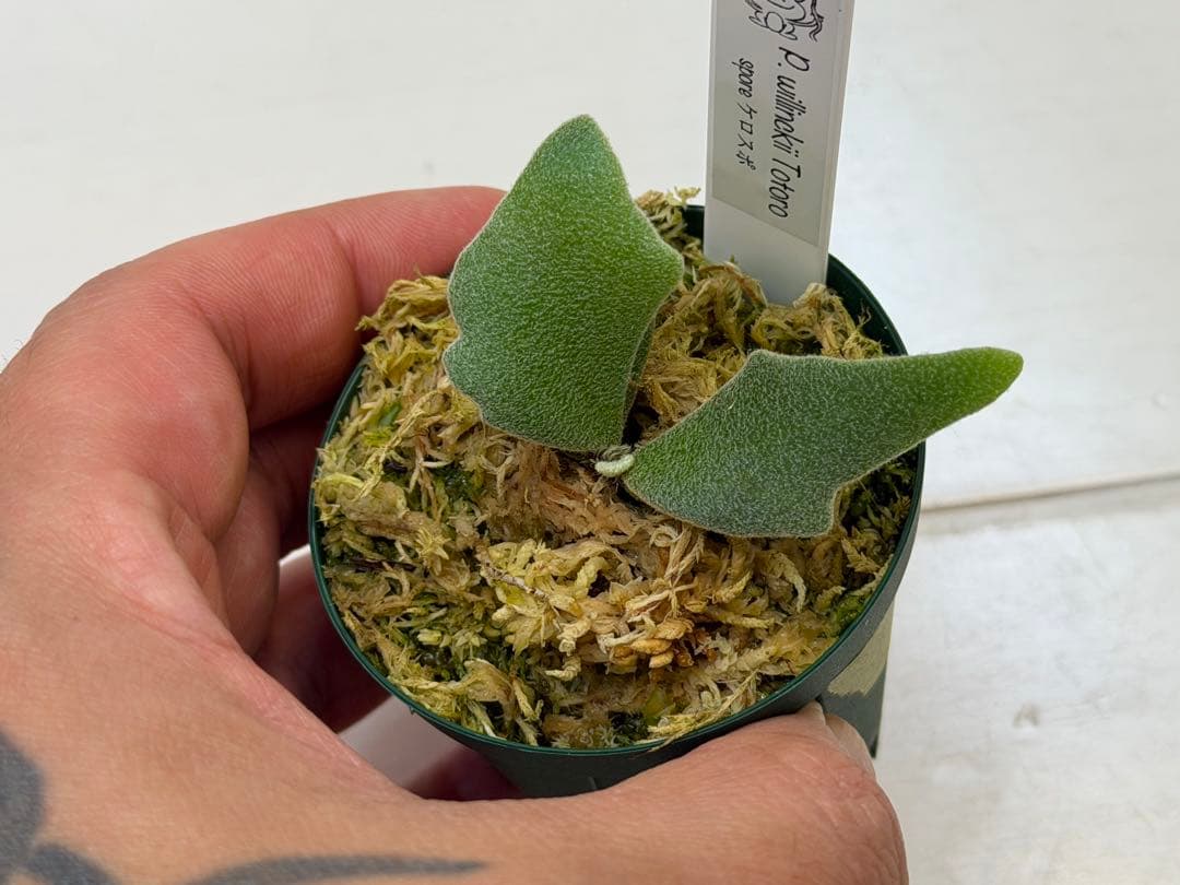 willinckii totoro トトロ spore ymds ウィリンキー