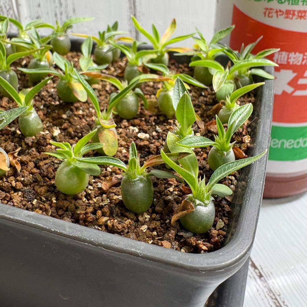 【自家採取】特選　極上株グラキリス×ブレビカリックス　実生　70株以上