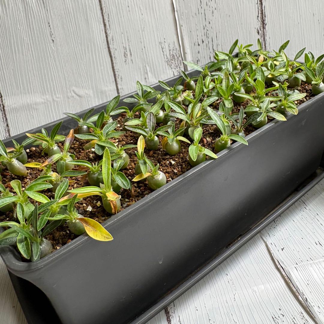 【自家採取】特選　極上株グラキリス×ブレビカリックス　実生　70株以上