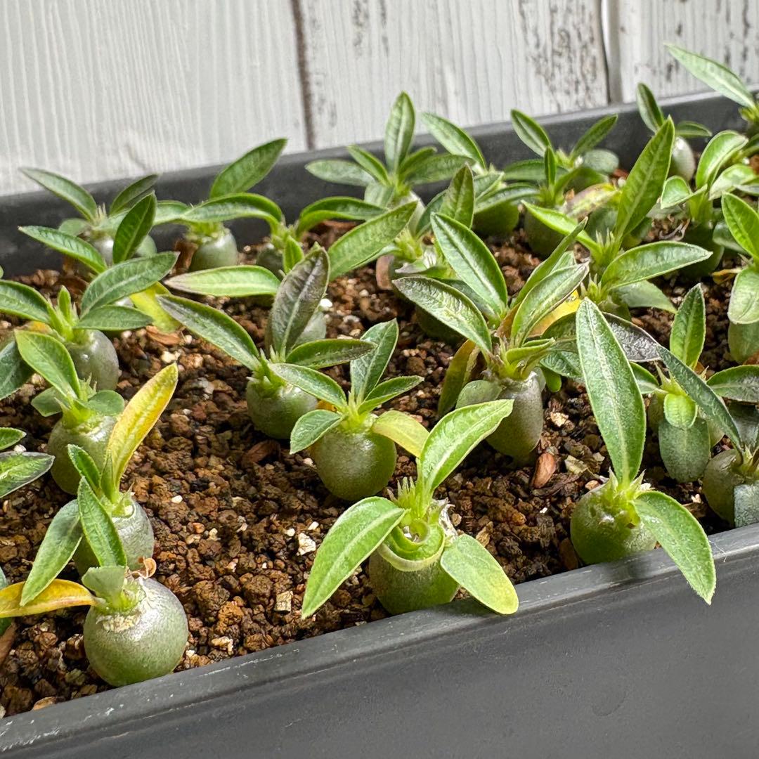 【自家採取】特選　極上株グラキリス×ブレビカリックス　実生　70株以上