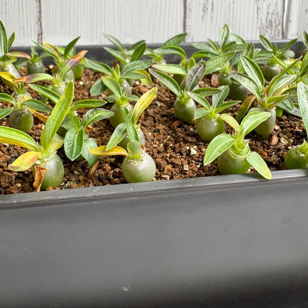 【自家採取】特選　極上株グラキリス×ブレビカリックス　実生　70株以上