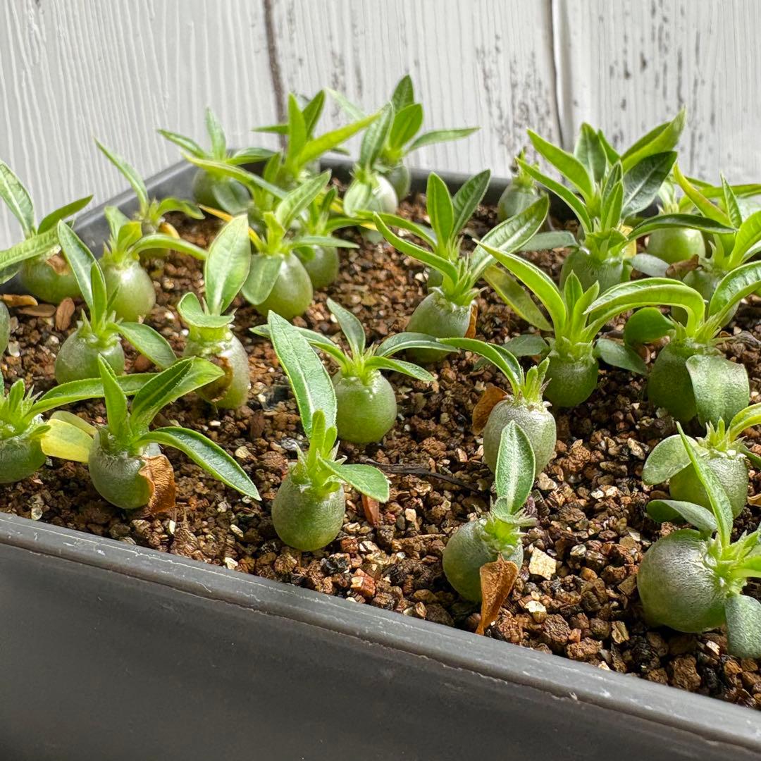 【自家採取】特選　極上株グラキリス×ブレビカリックス　実生　70株以上