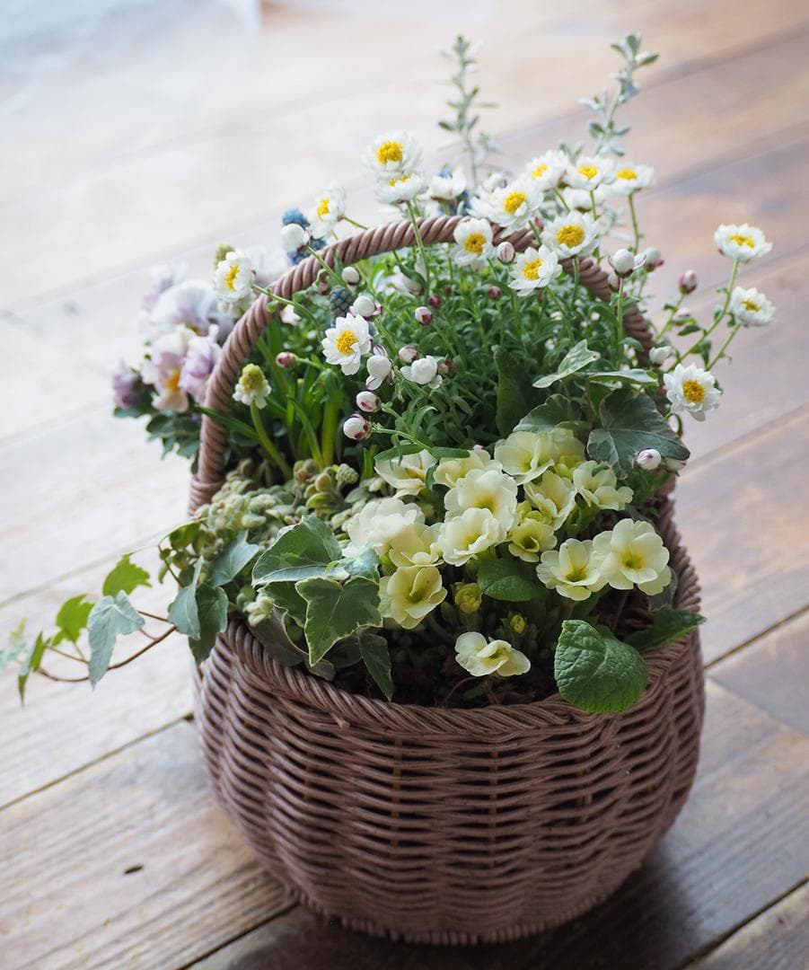 キュートな春の籠庭 ＊ 寄せ植え