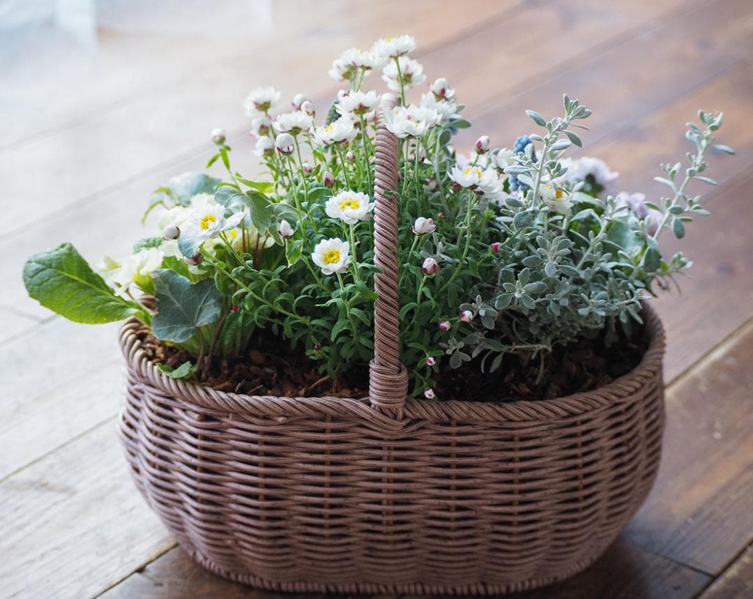 キュートな春の籠庭 ＊ 寄せ植え