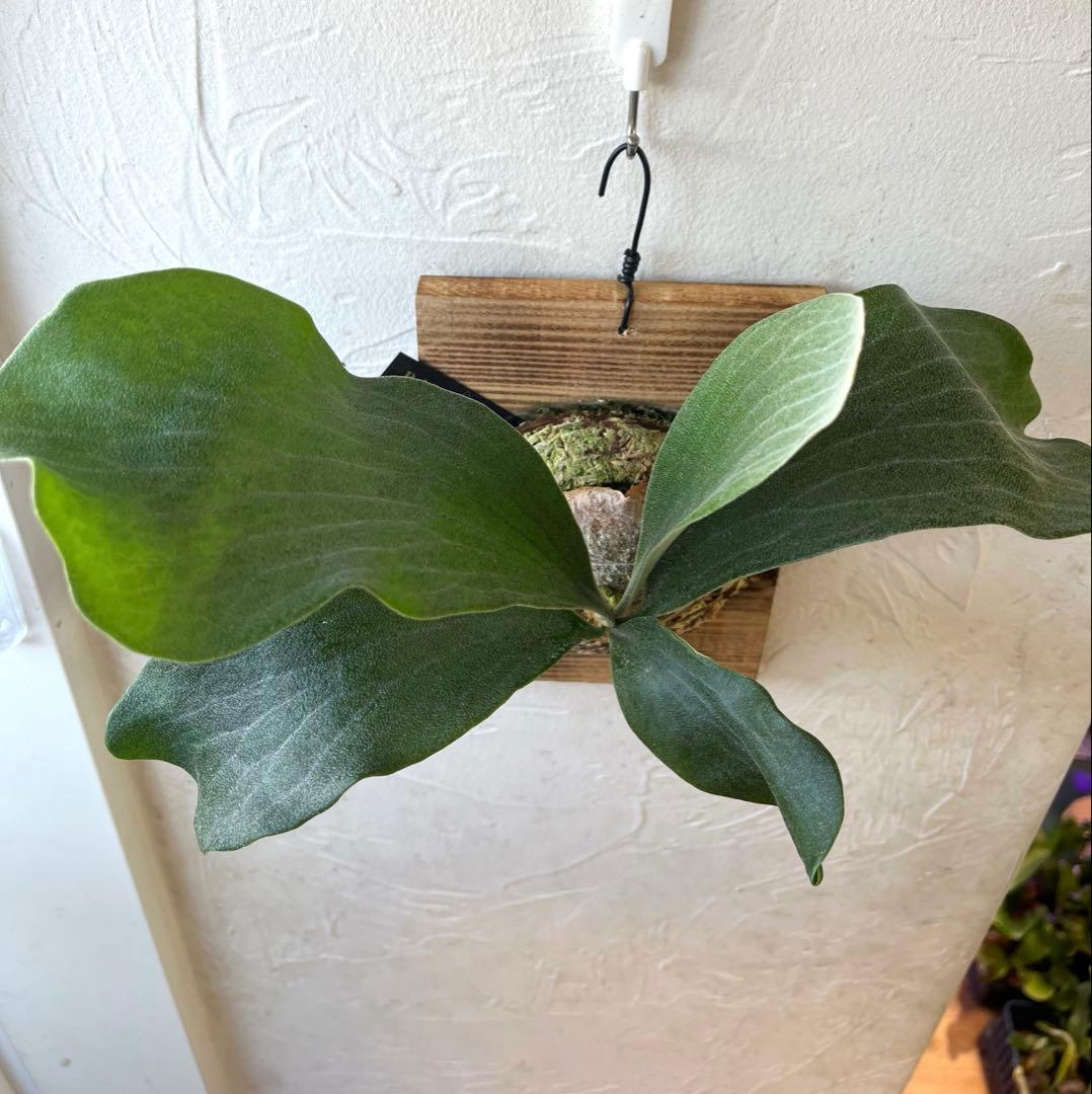 ビカクシダ　ヒリー　雷神　子株　板付