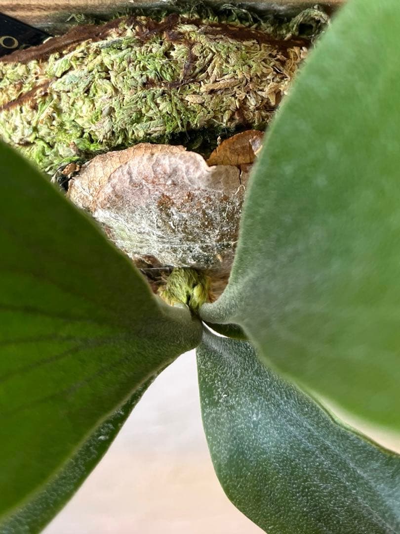 ビカクシダ　ヒリー　雷神　子株　板付