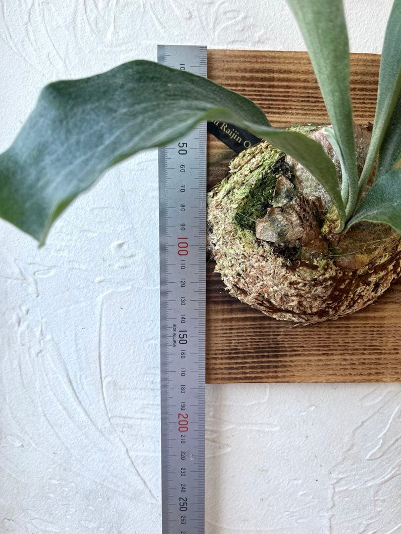 ビカクシダ　ヒリー　雷神　子株　板付