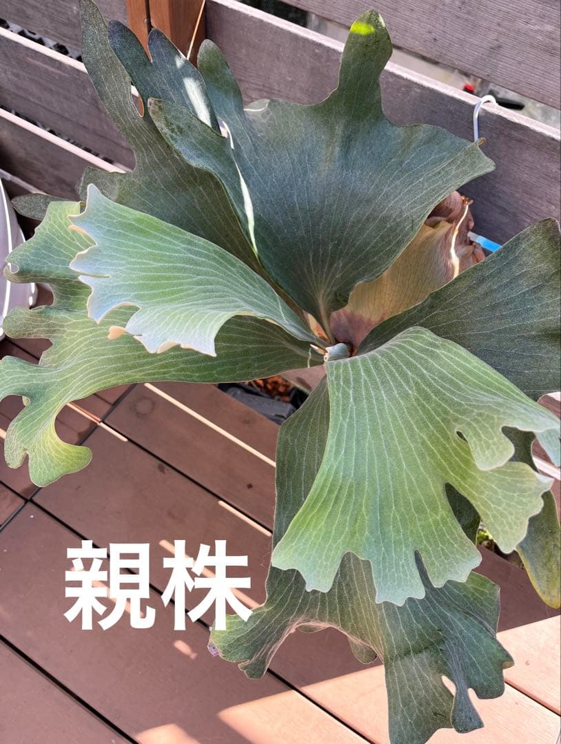 ビカクシダ　ヒリー　雷神　子株　板付