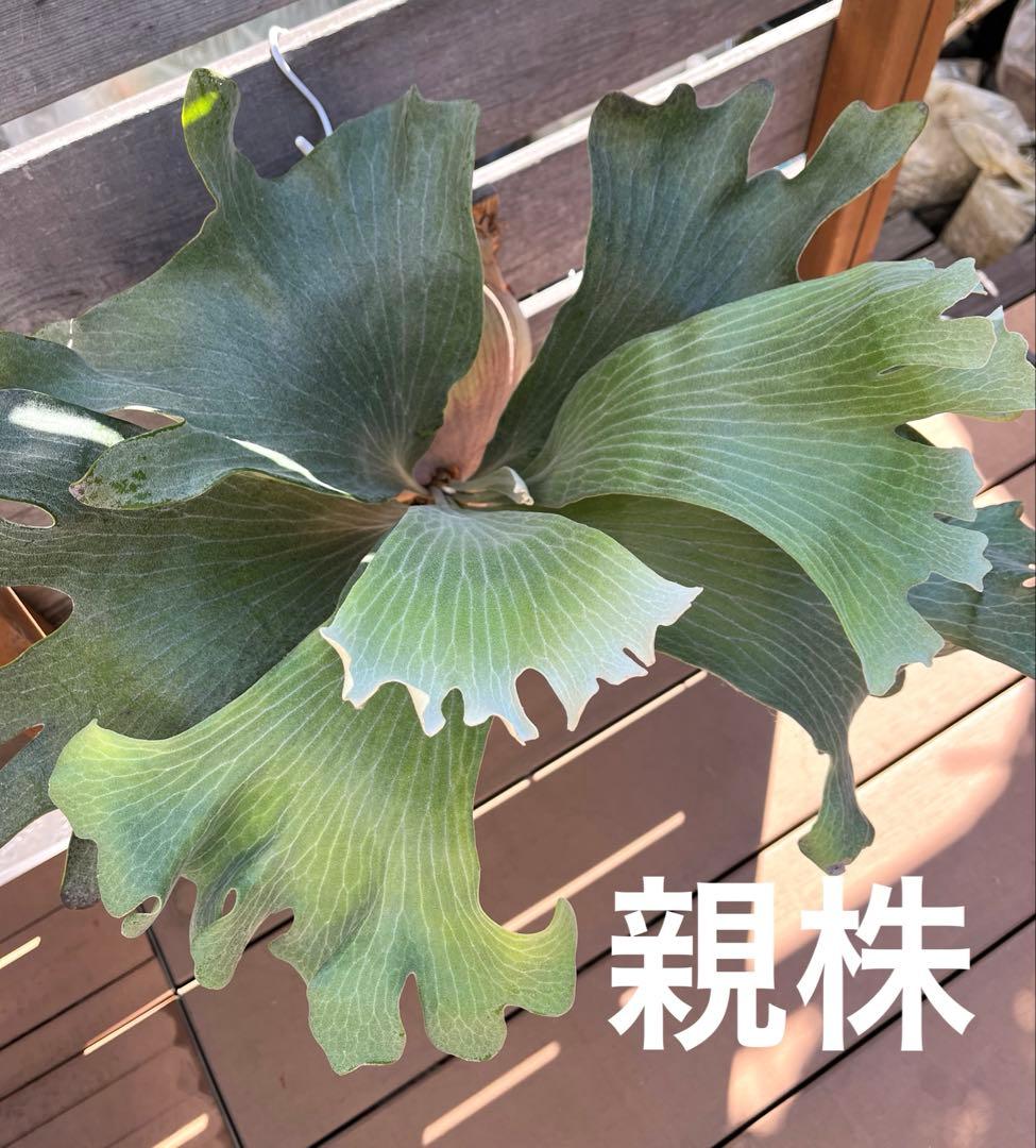 ビカクシダ　ヒリー　雷神　子株　板付