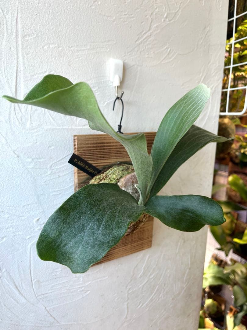 ビカクシダ　ヒリー　雷神　子株　板付