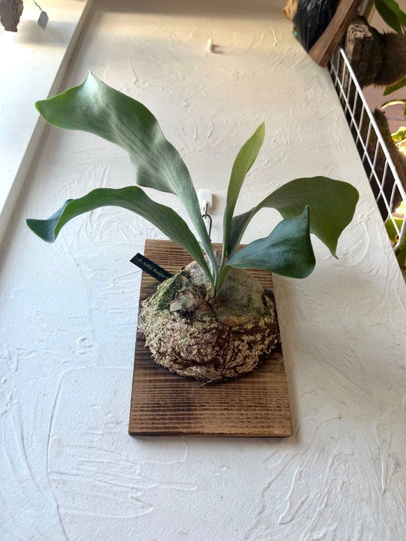 ビカクシダ　ヒリー　雷神　子株　板付