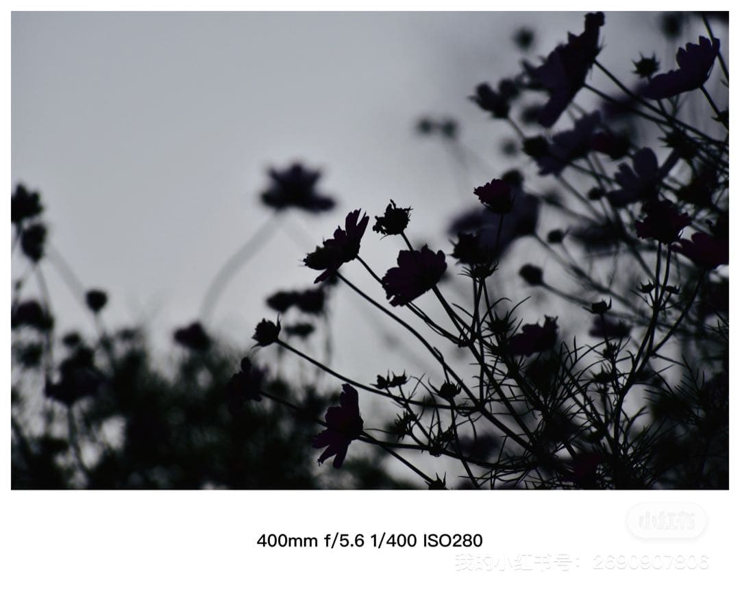 Nikon VR ズームレンズ 80-400