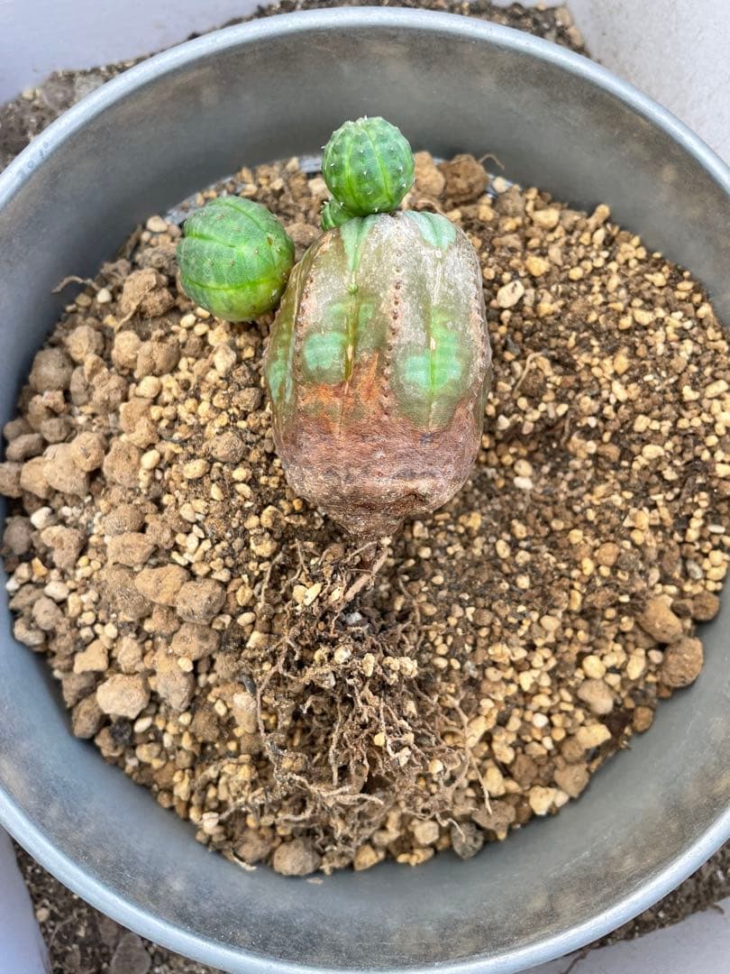 ユーフォルビア オベサ オールド モンスト 2.5~3号プラ鉢