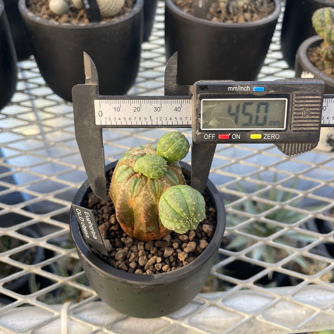 ユーフォルビア オベサ オールド モンスト 2.5~3号プラ鉢