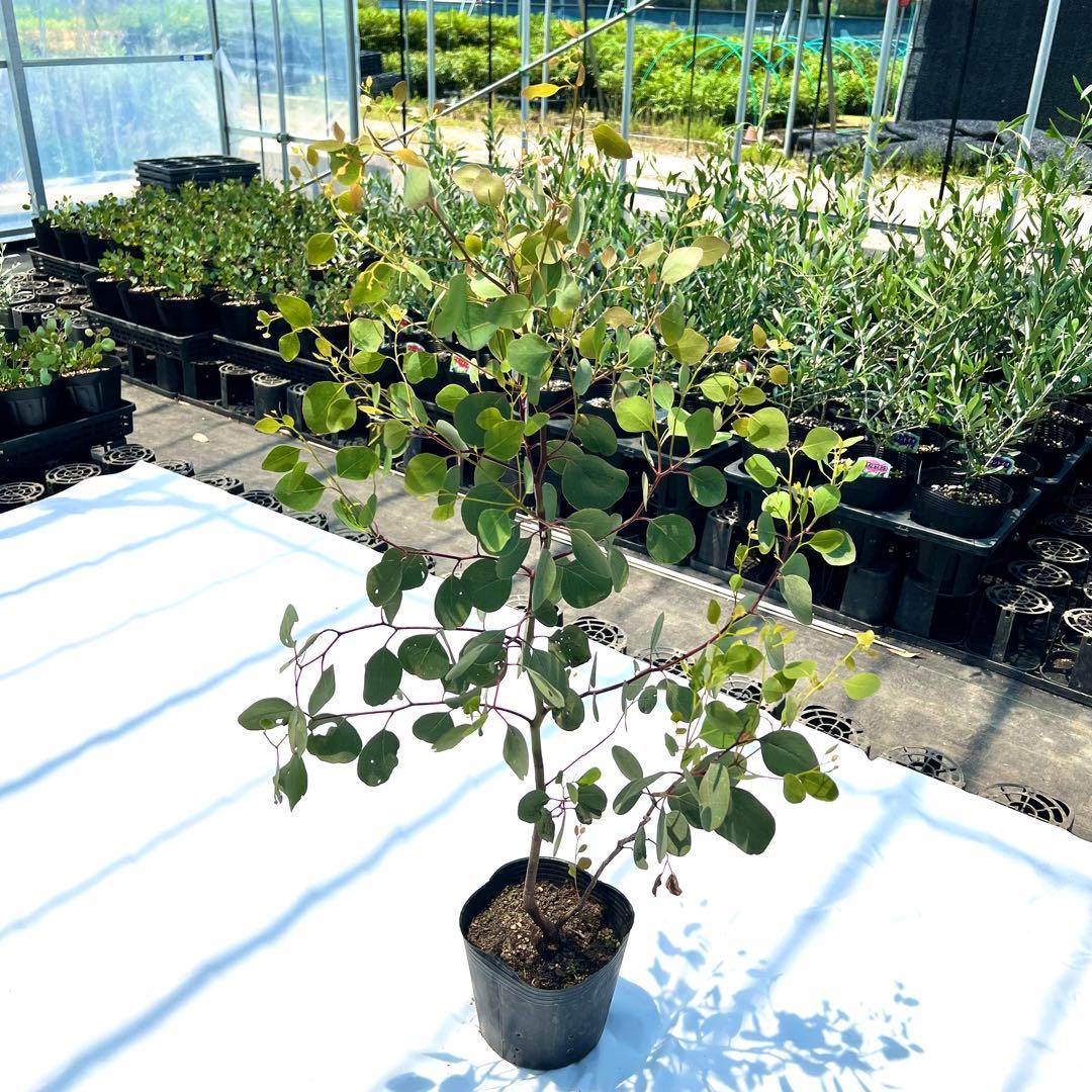 【数量限定❗️高さ140㎝前後】ユーカリ ポポラス ユーカリポポラス　苗