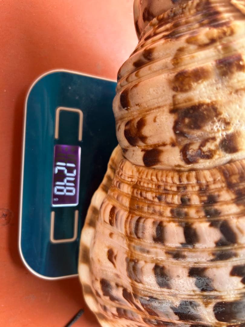 大形　法螺貝33.5cm 1248g