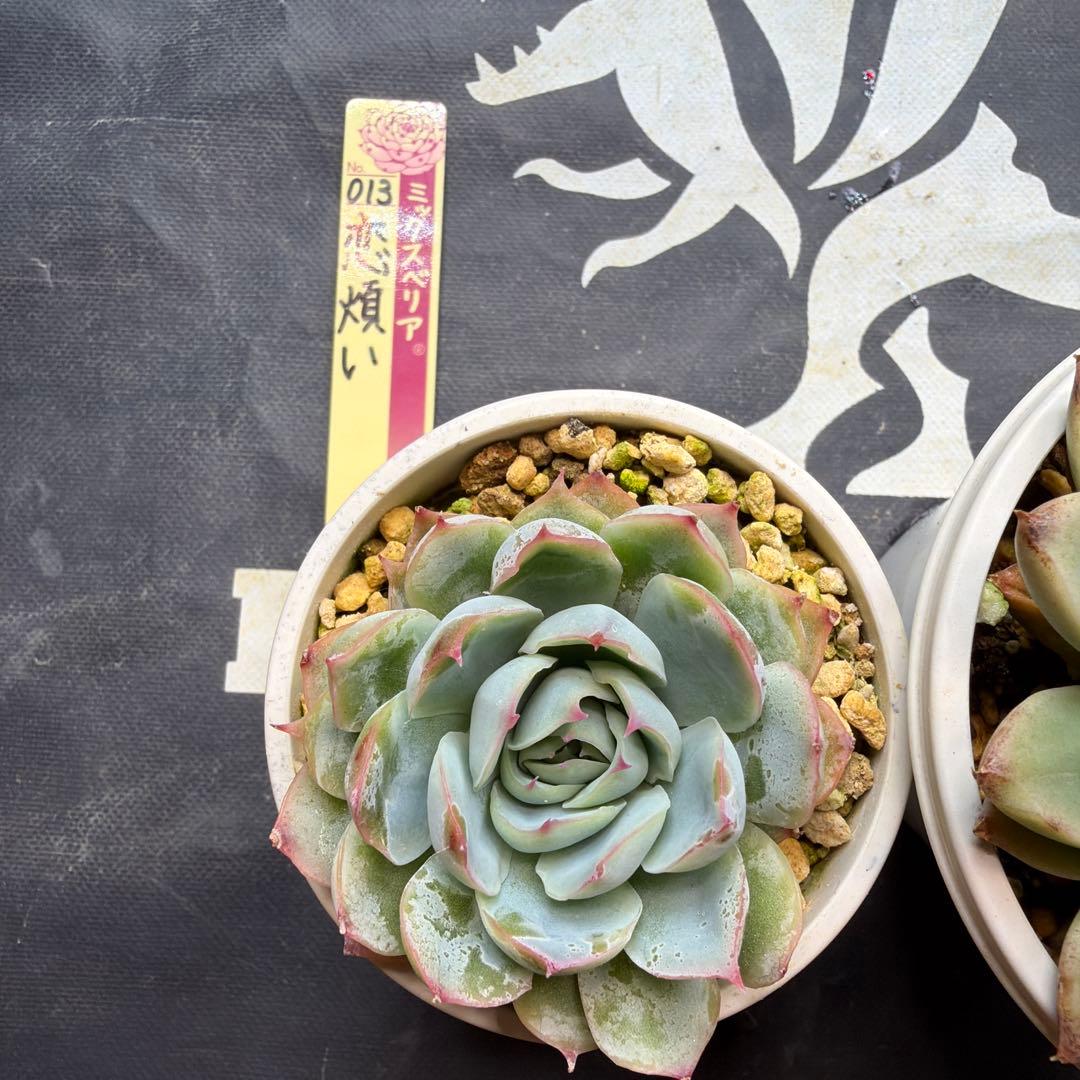 おらいさん苗　ミックスベリア　恋煩い　石の花　札付き　鉢ごと発送