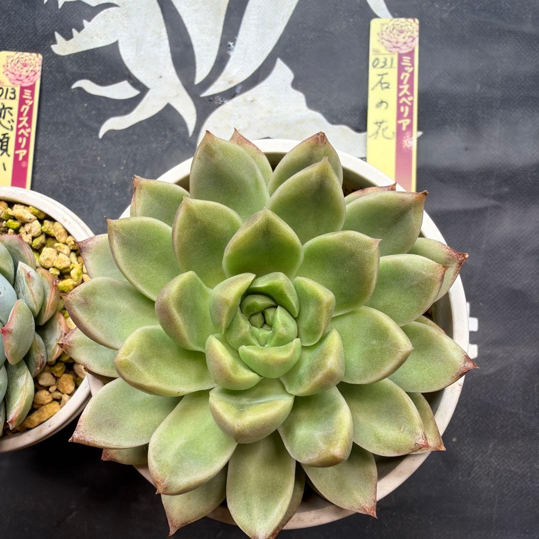 おらいさん苗　ミックスベリア　恋煩い　石の花　札付き　鉢ごと発送