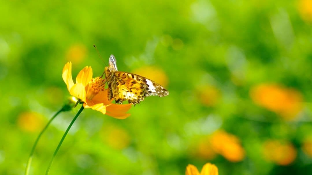 希少　PENTAX K20D-W 未発売モデル　ダブルレンズ⚡️初心者　警察用機