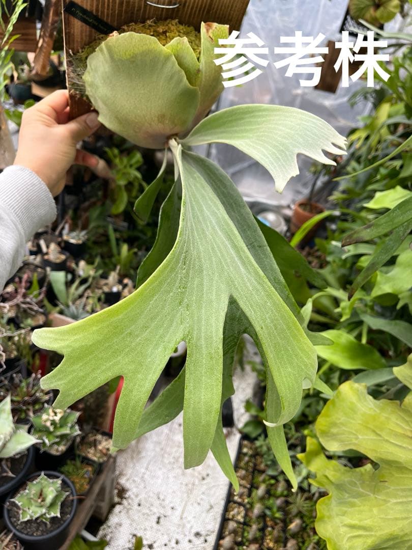 ビカクシダ　スノークイーン　F304 板付