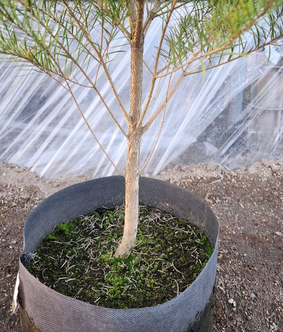 ティーツリー　メディカルティーツリー